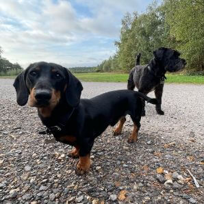 2 dogs on a walk